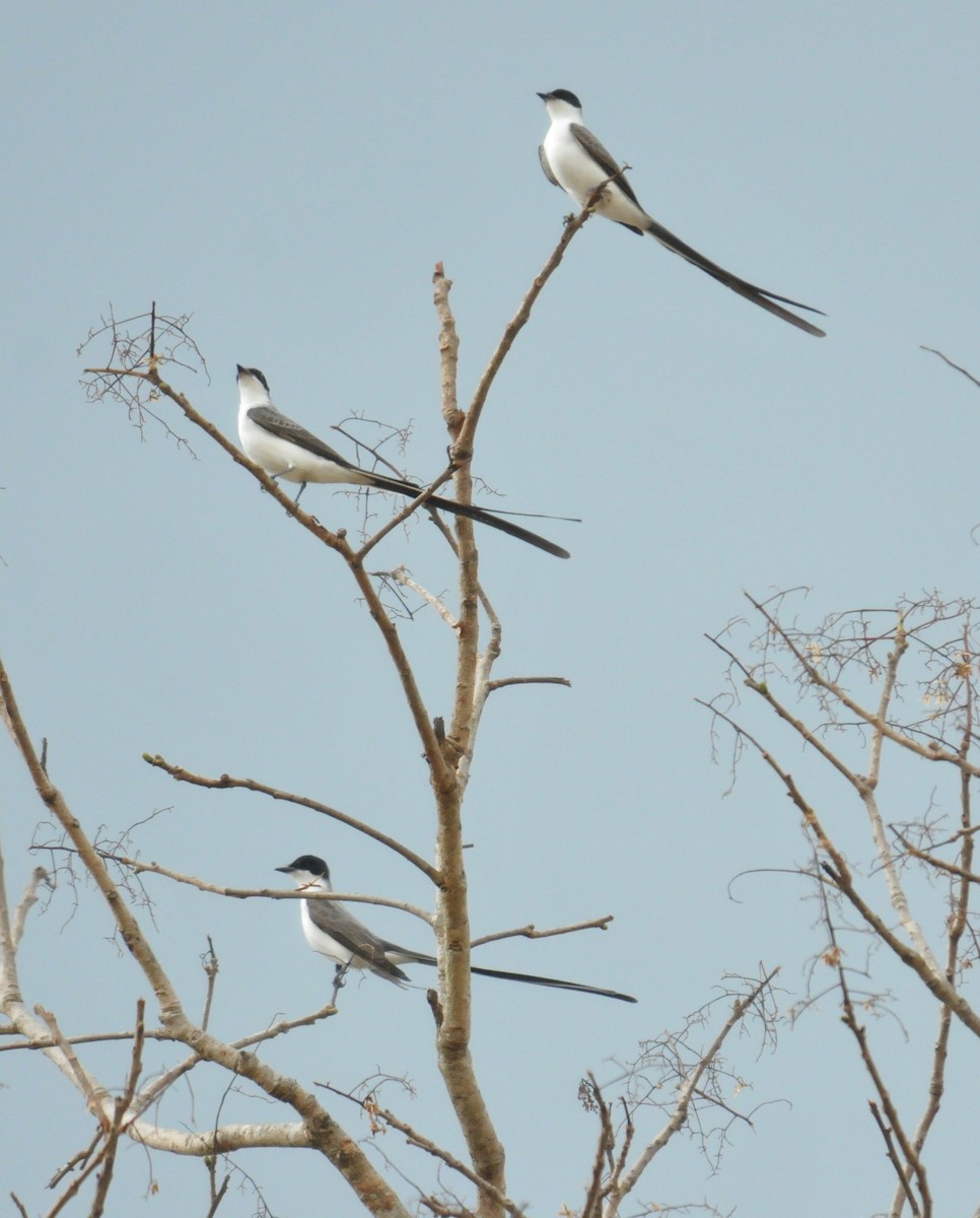 Fork-tailed Flycatcher - Doug Faulkner