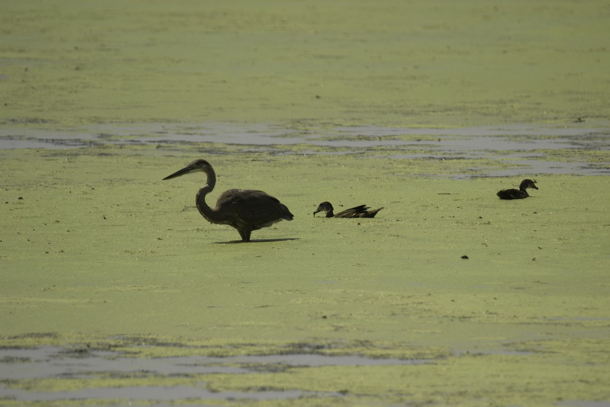 Great Blue Heron - ML616399817