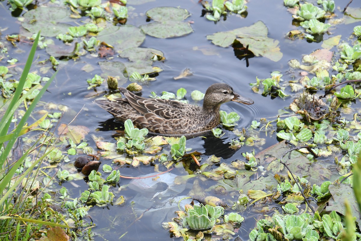 Blue-winged Teal - Paul Clarke