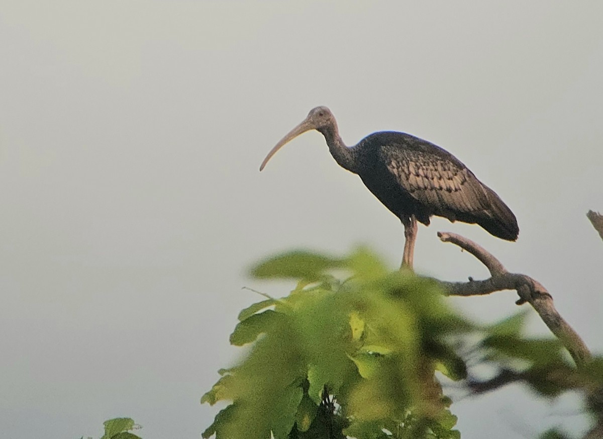 Ibis géant - ML616399873