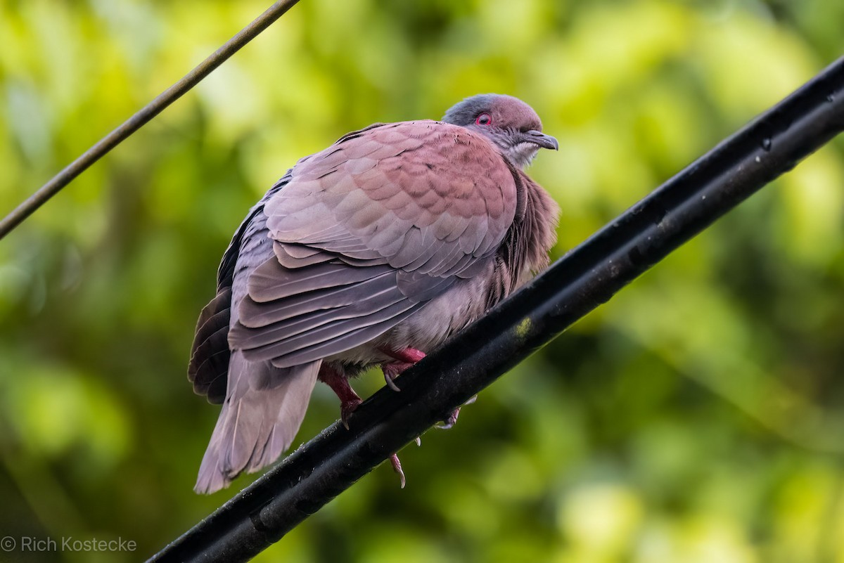 Pigeon rousset - ML616399875