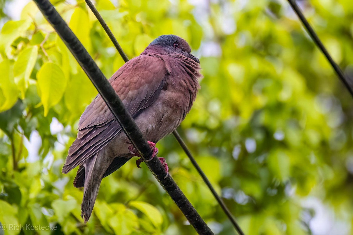 Pigeon rousset - ML616399876