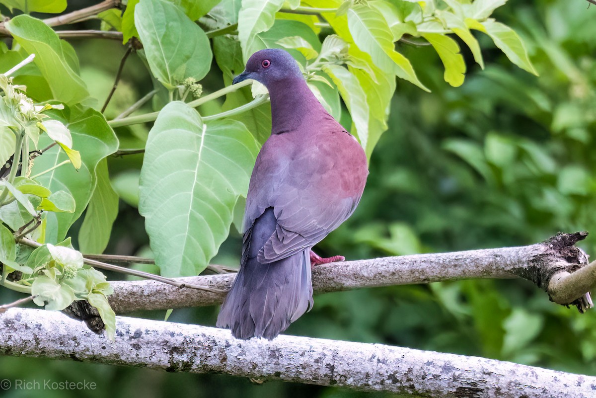 Pale-vented Pigeon - Rich Kostecke