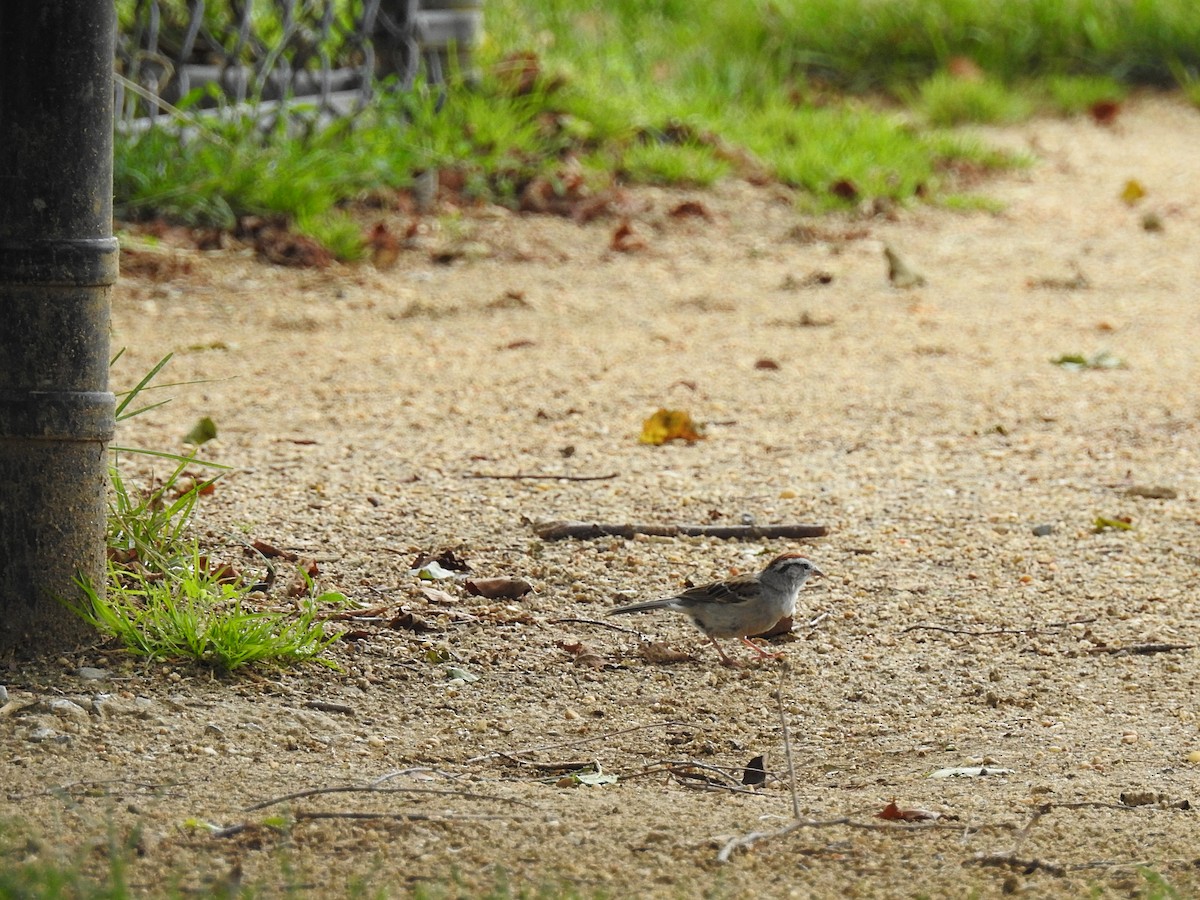 Chipping Sparrow - ML61639991