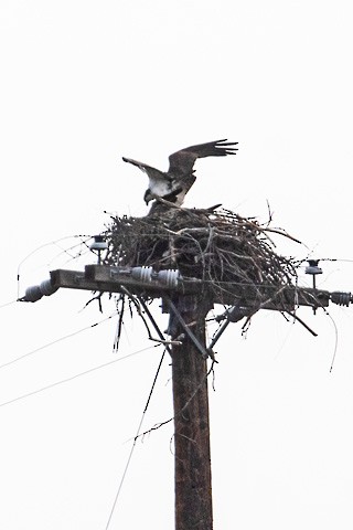 Osprey - Gary Botello