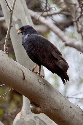 Common Black Hawk - Gary Botello