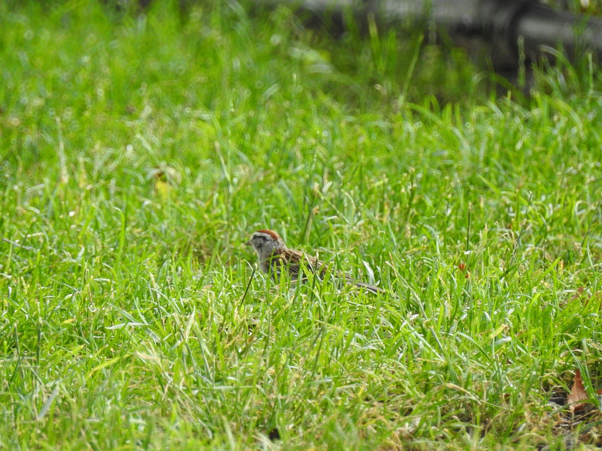 Chipping Sparrow - ML61640001