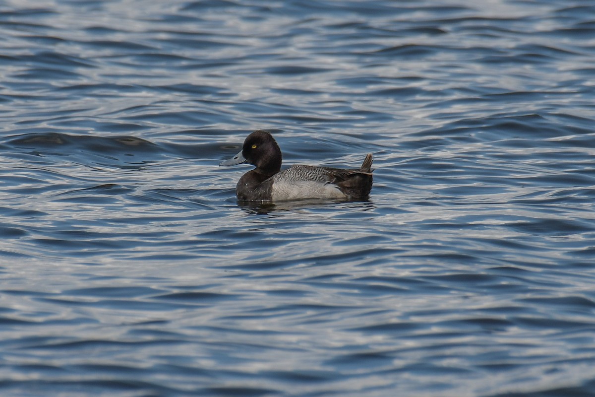 Lesser Scaup - ML616400013