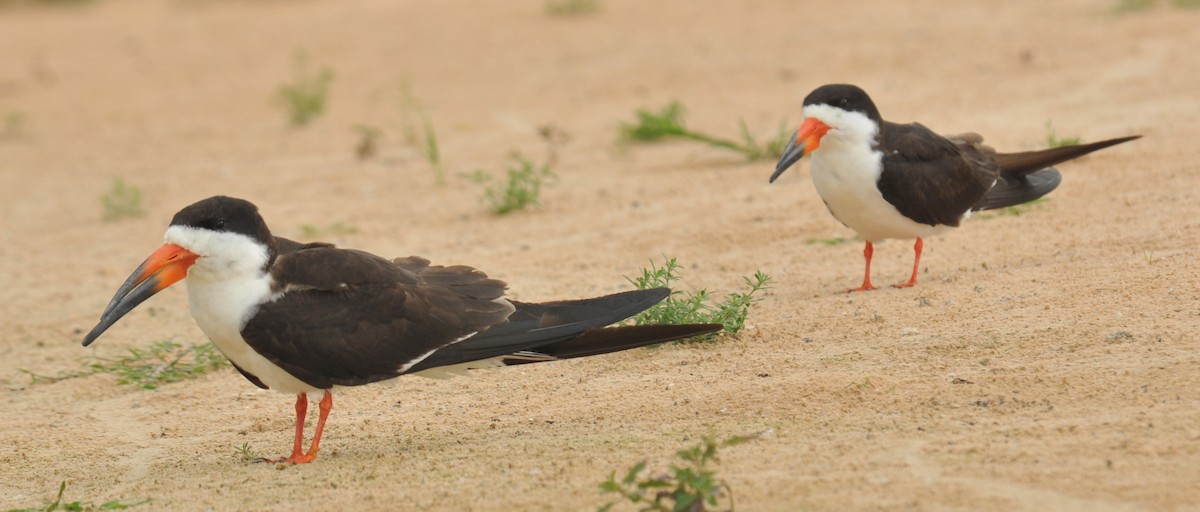 Black Skimmer - ML616400033