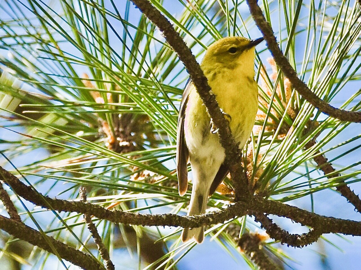 Pine Warbler - ML616400044