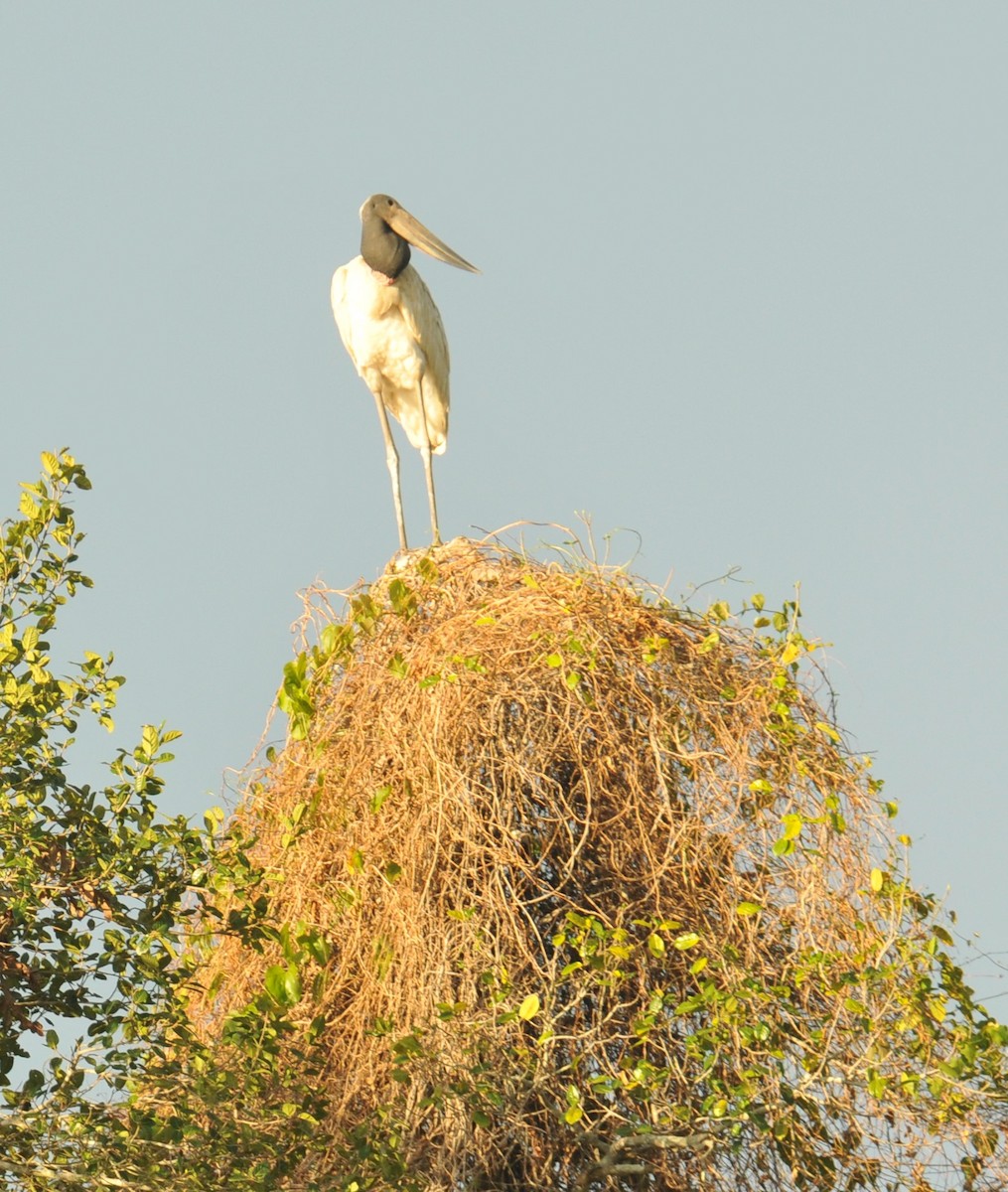 Jabiru d'Amérique - ML616400048