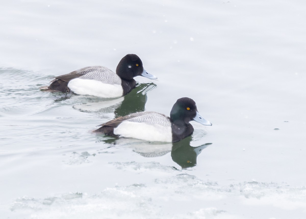 Greater Scaup - ML616400049