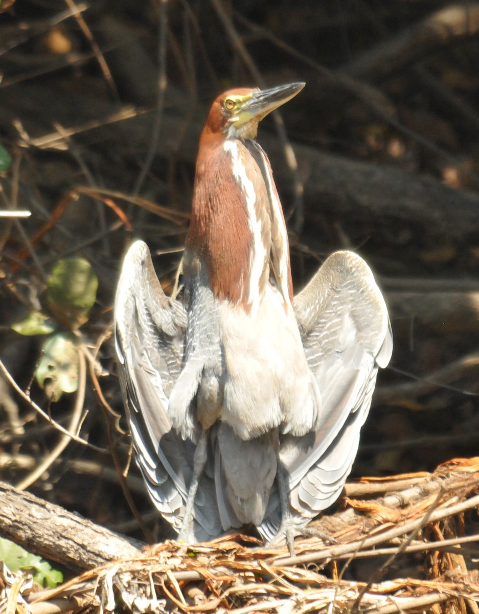 Rufescent Tiger-Heron - ML616400057