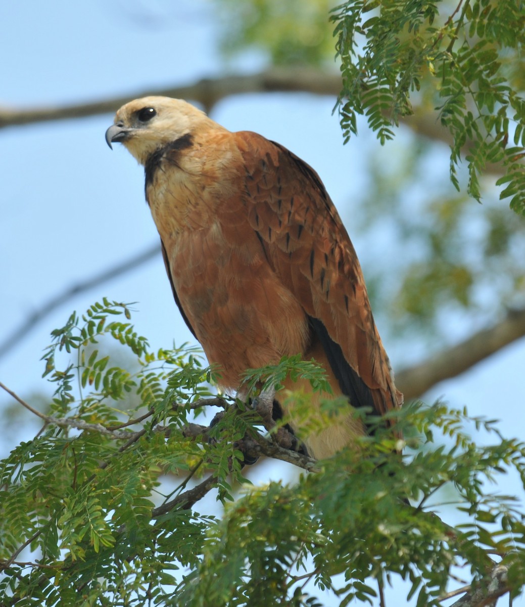 Black-collared Hawk - ML616400061