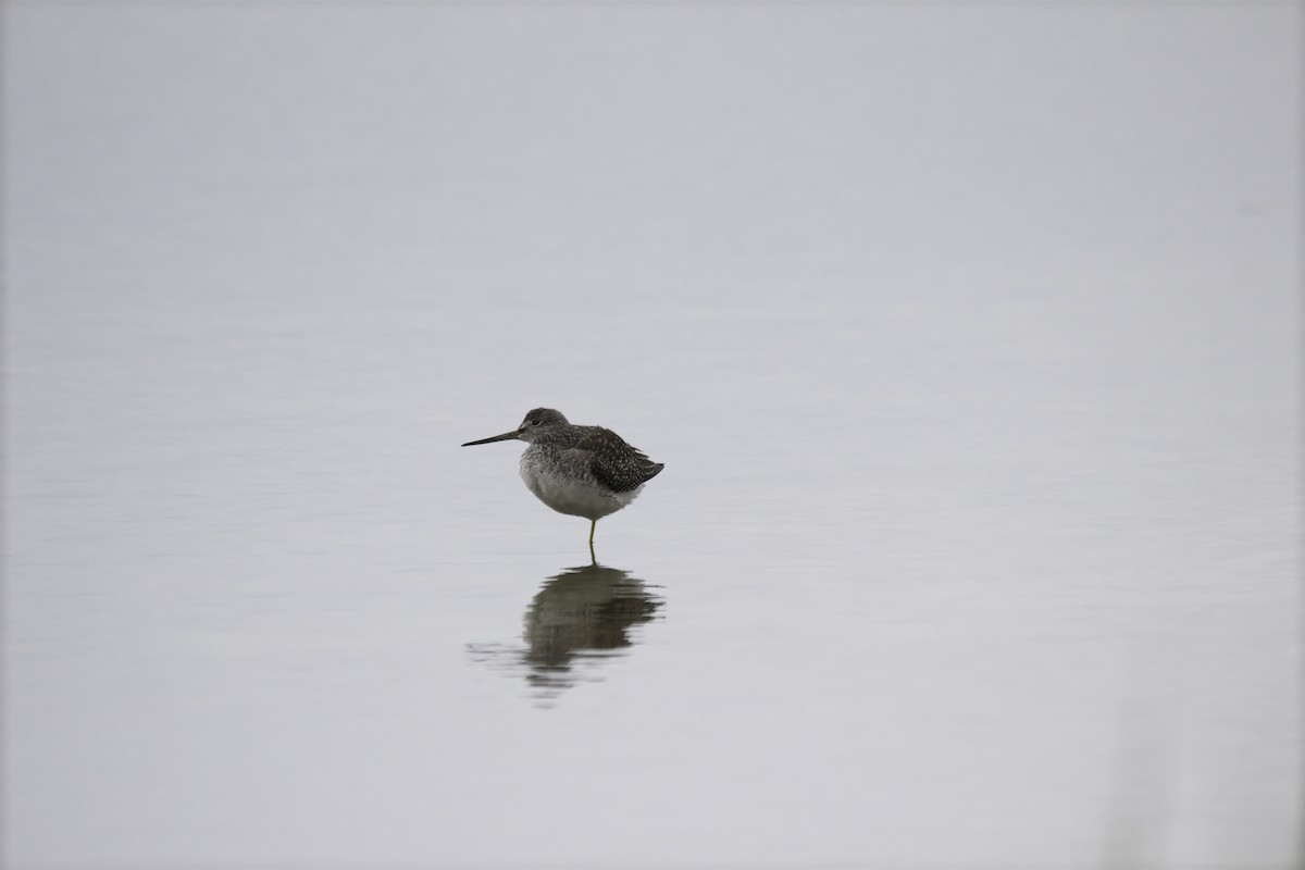 Greater Yellowlegs - ML616400082