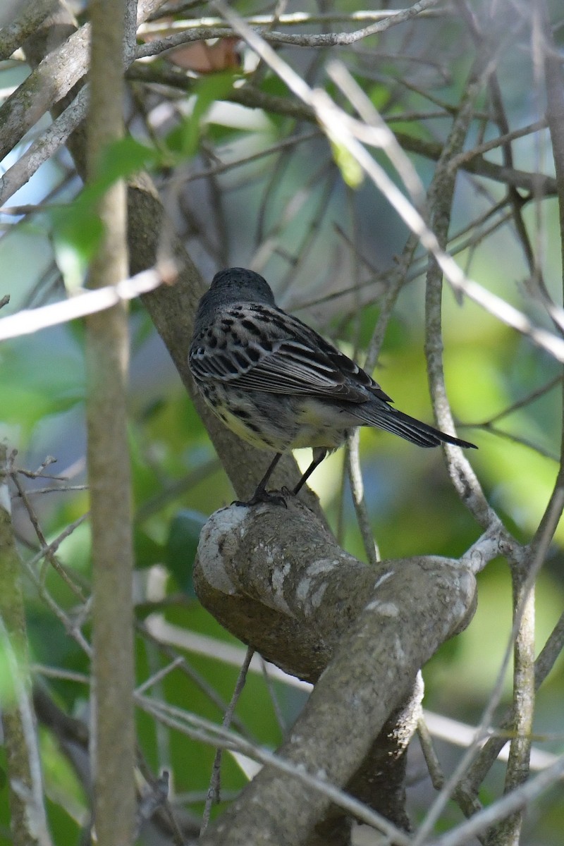 Kirtland's Warbler - ML616400088