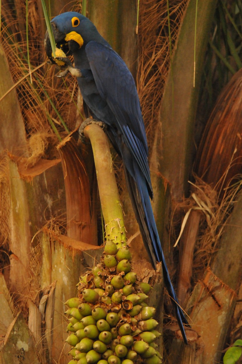 Hyacinth Macaw - Doug Faulkner