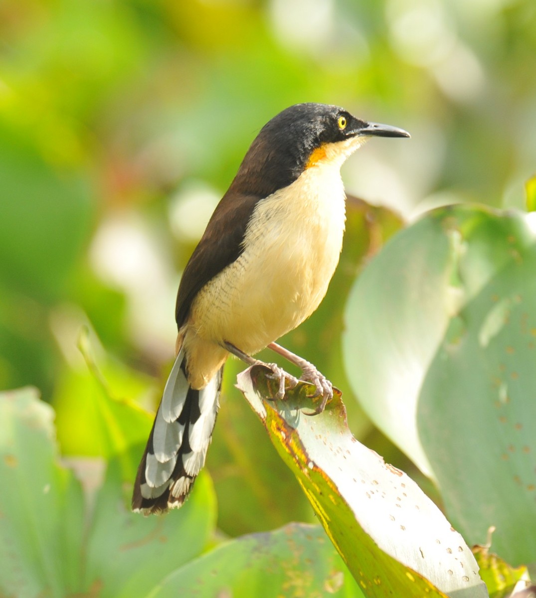 Black-capped Donacobius - ML616400111