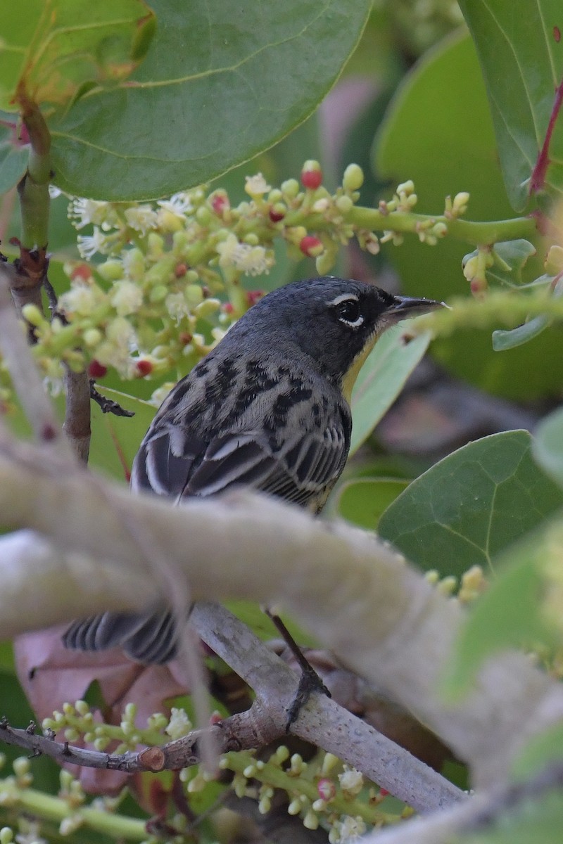 Kirtland's Warbler - ML616400113