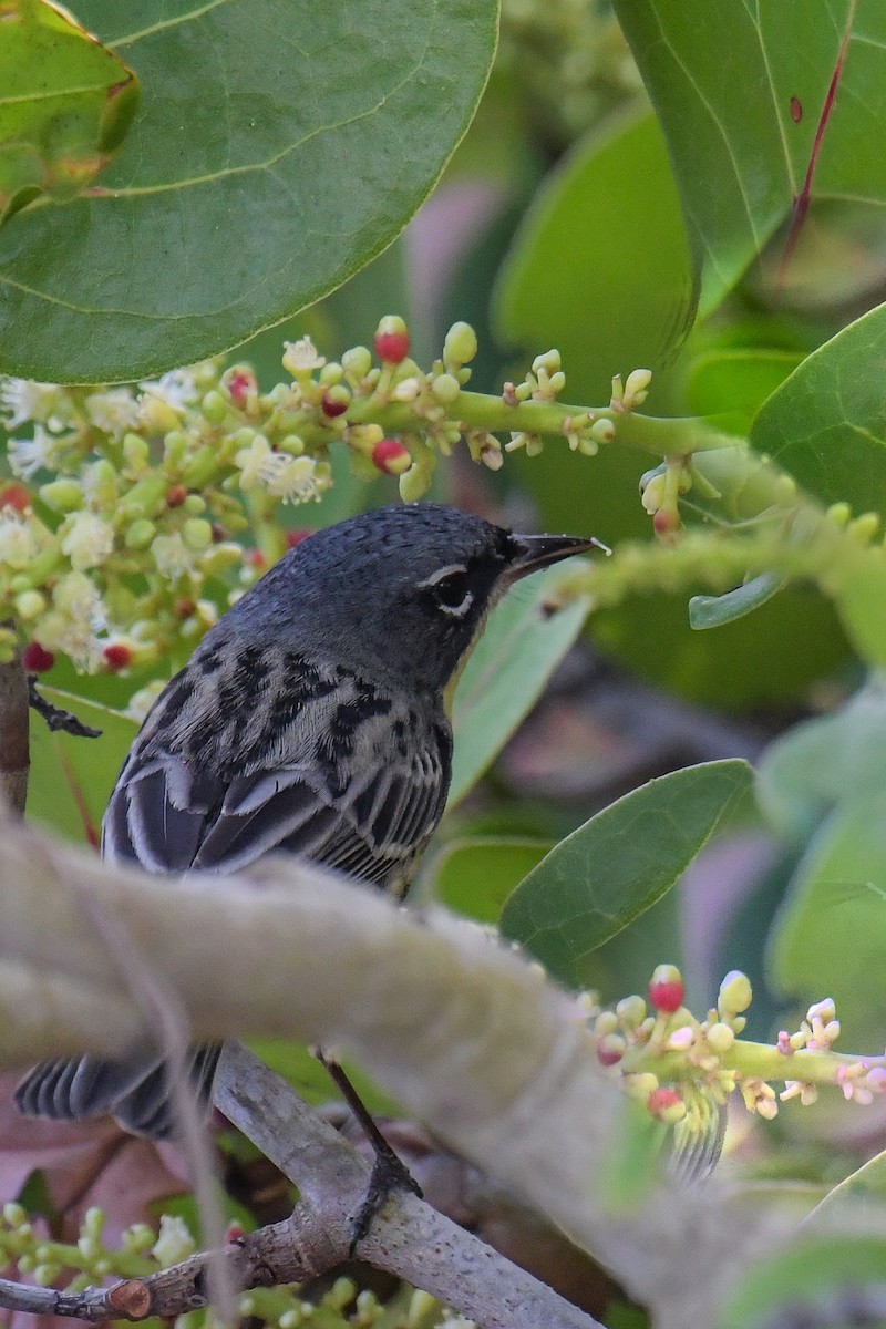 Kirtland's Warbler - ML616400114