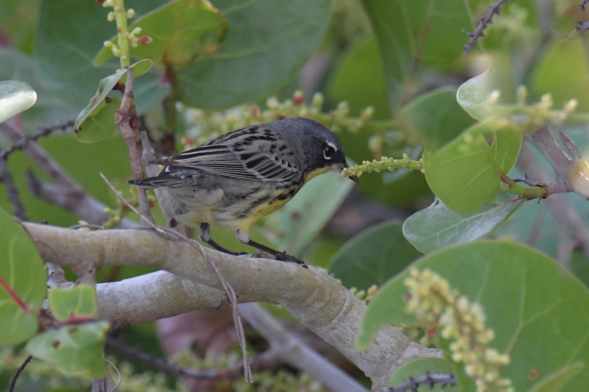 Kirtland's Warbler - ML616400115