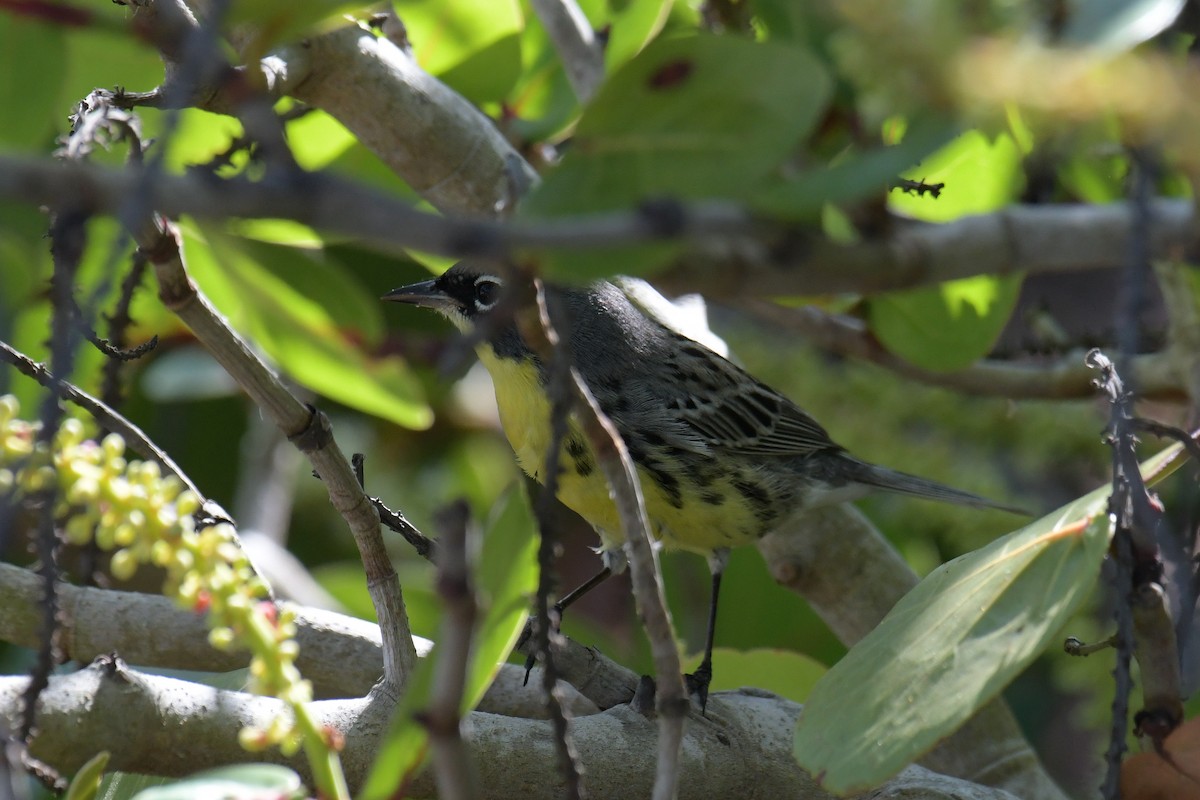 Kirtland's Warbler - ML616400116