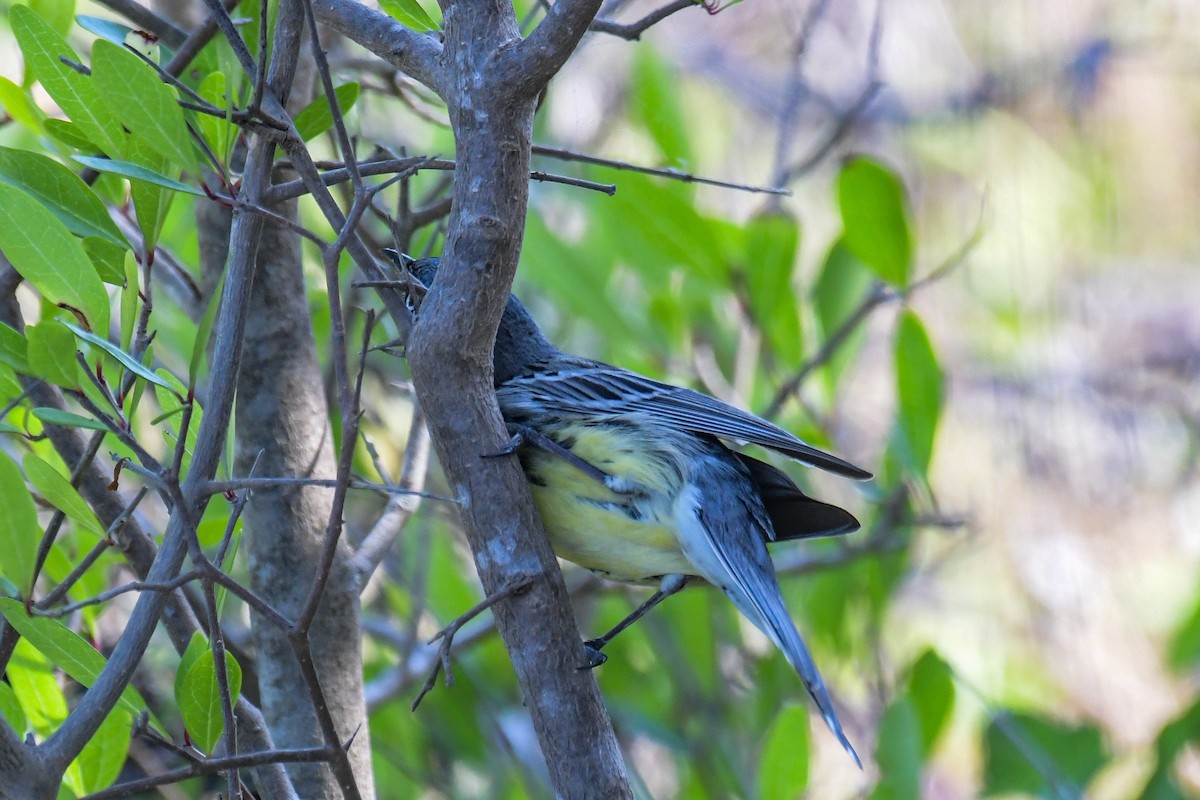 Kirtland's Warbler - ML616400118