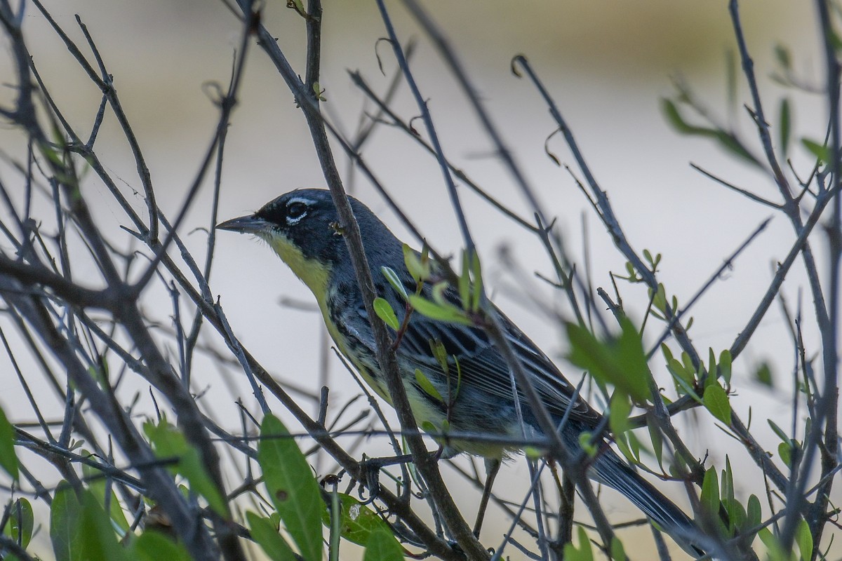 Kirtland's Warbler - ML616400119