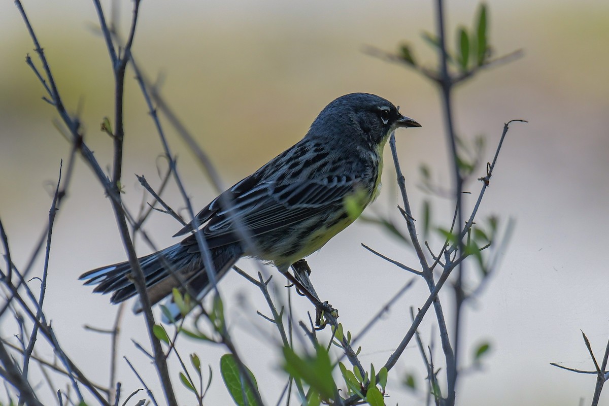 Kirtland's Warbler - ML616400120