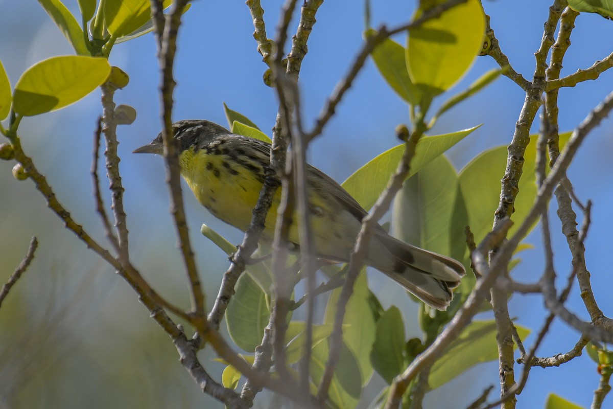 Kirtland's Warbler - ML616400126