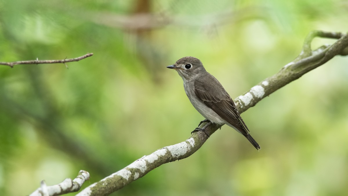 Asian Brown Flycatcher - ML616400127