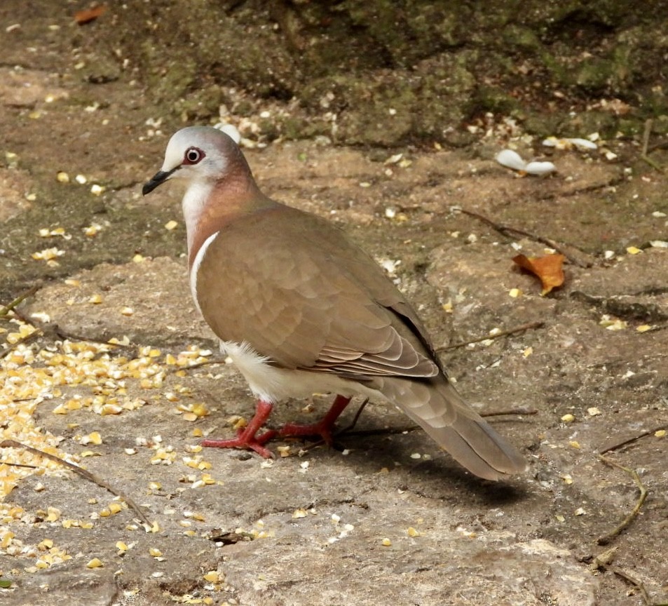 Colombe de Jamaïque - ML616400133