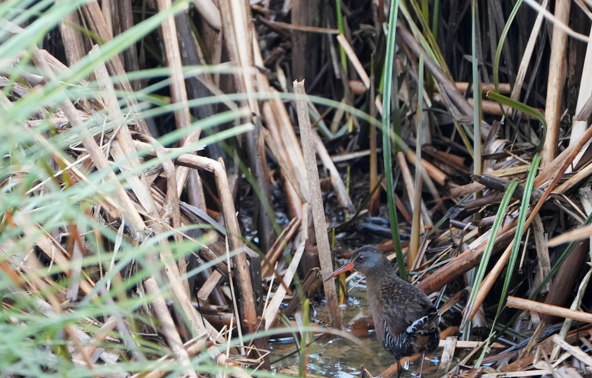 Virginia Rail - ML616400163