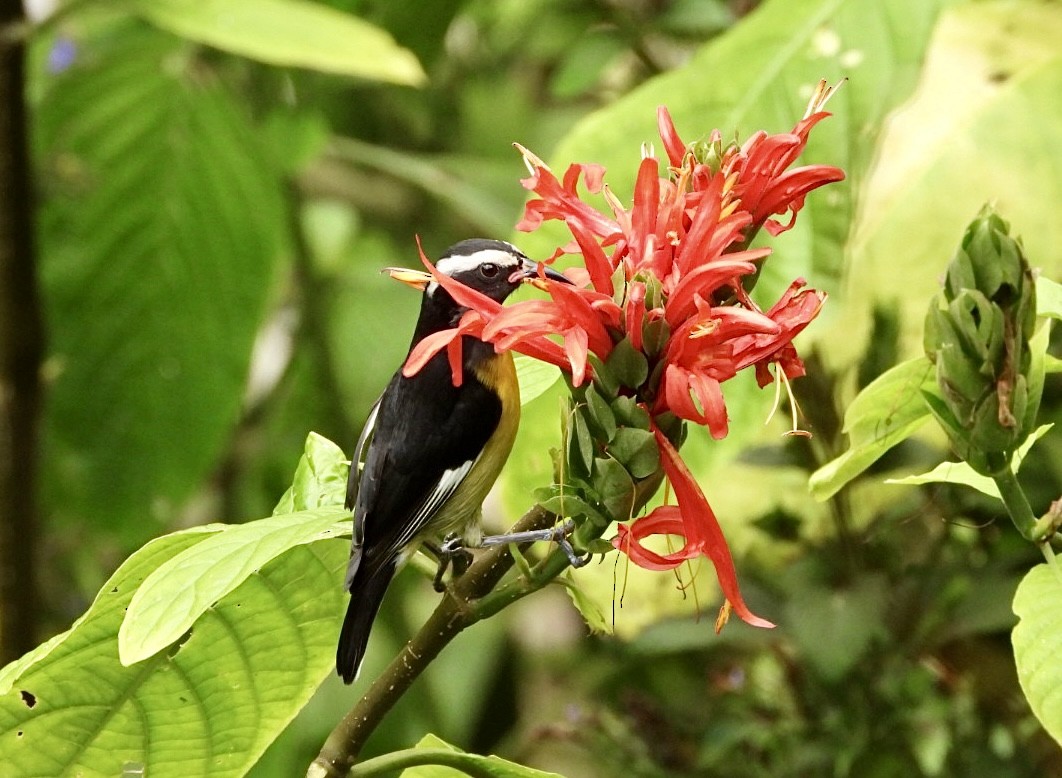 Bananaquit (Greater Antillean) - Jean Hampson