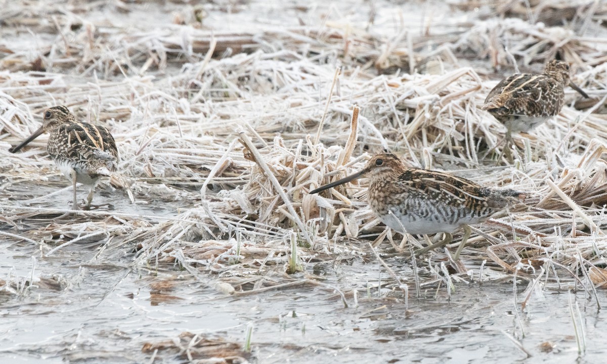 Wilson's Snipe - ML616400174