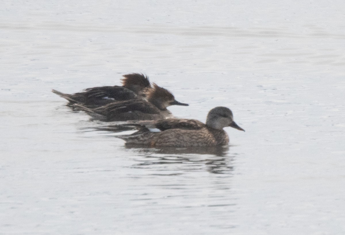 Hooded Merganser - ML616400189