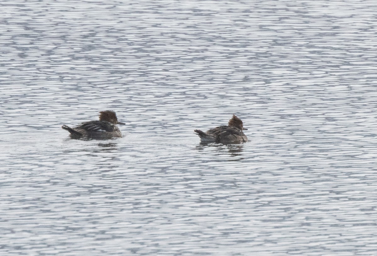 Hooded Merganser - ML616400190