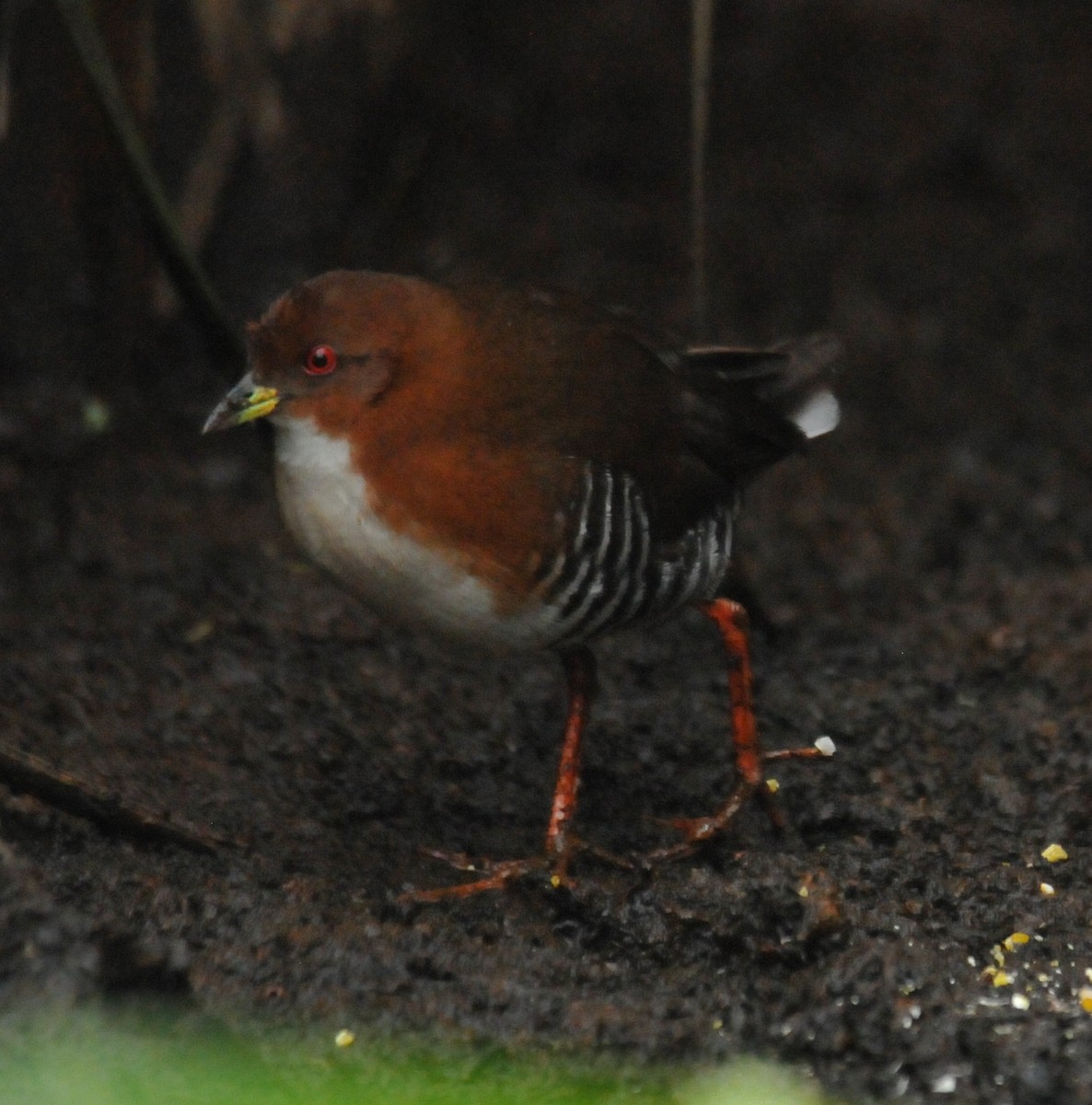 Red-and-white Crake - ML616400201