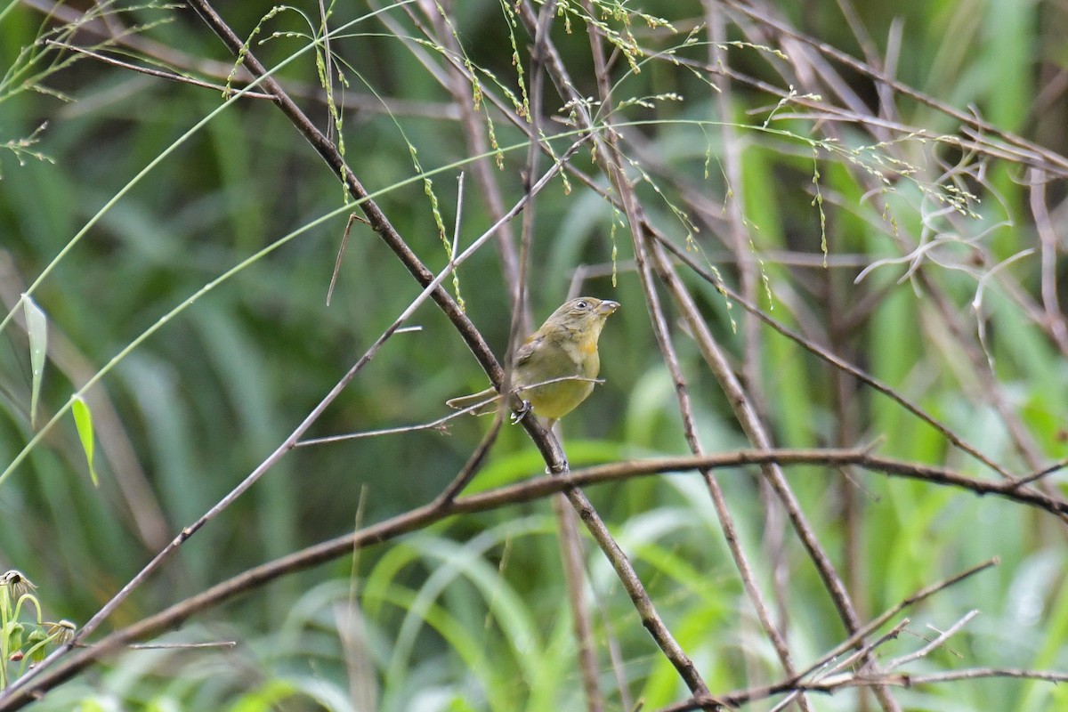 Painted Bunting - ML616400239