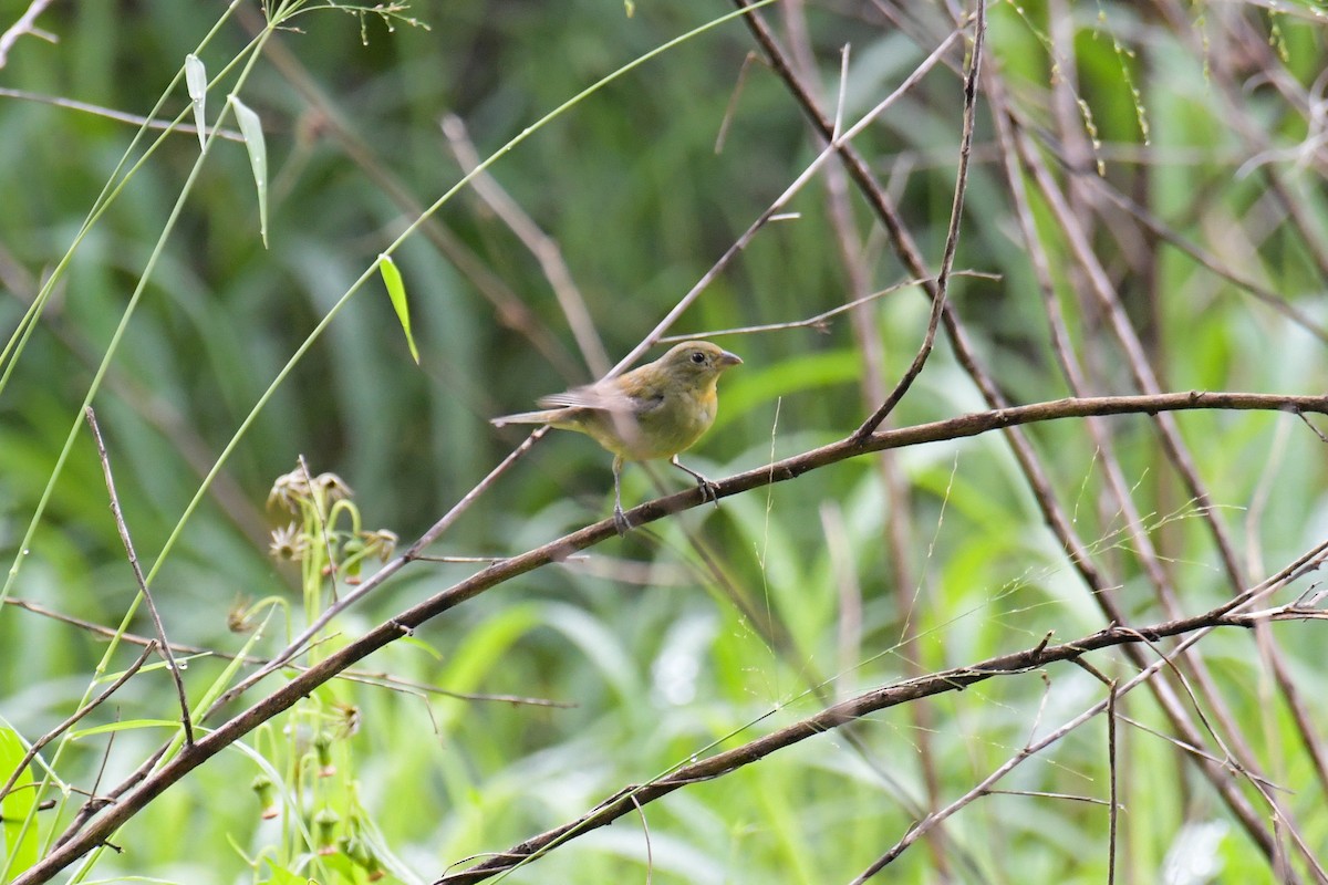 Painted Bunting - ML616400240