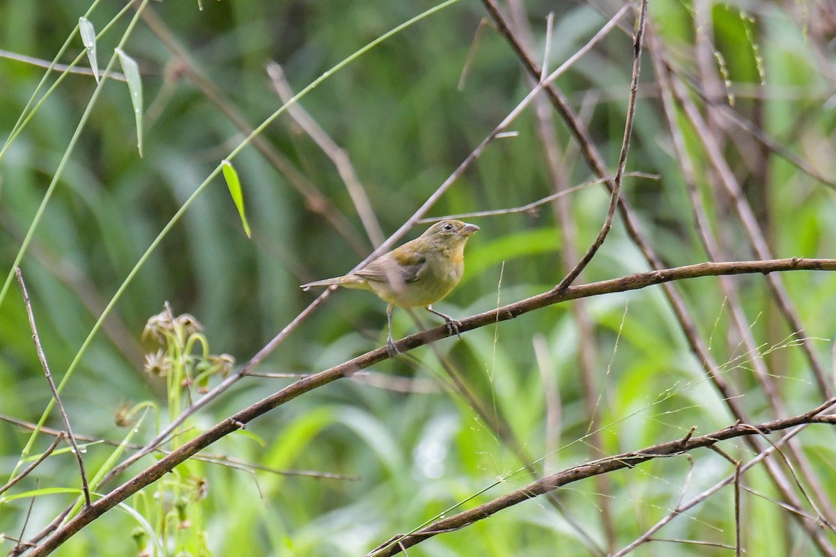 Painted Bunting - ML616400241