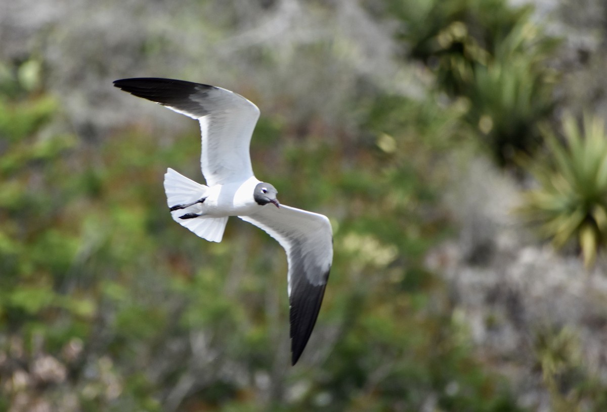 Gaviota Guanaguanare - ML616400246