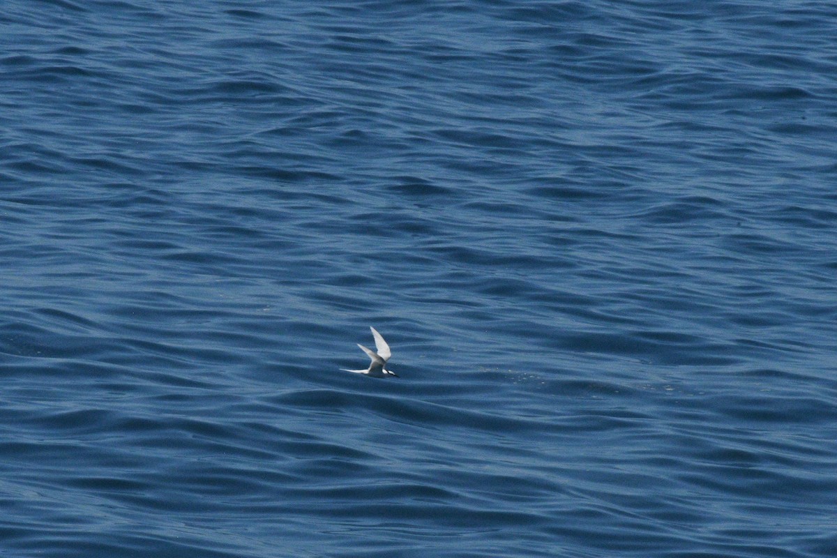 Black-naped Tern - ML616400255