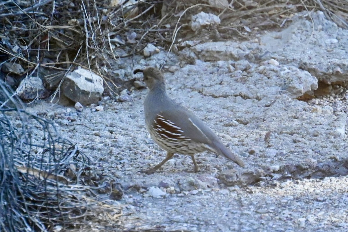 Gambel's Quail - ML616400287