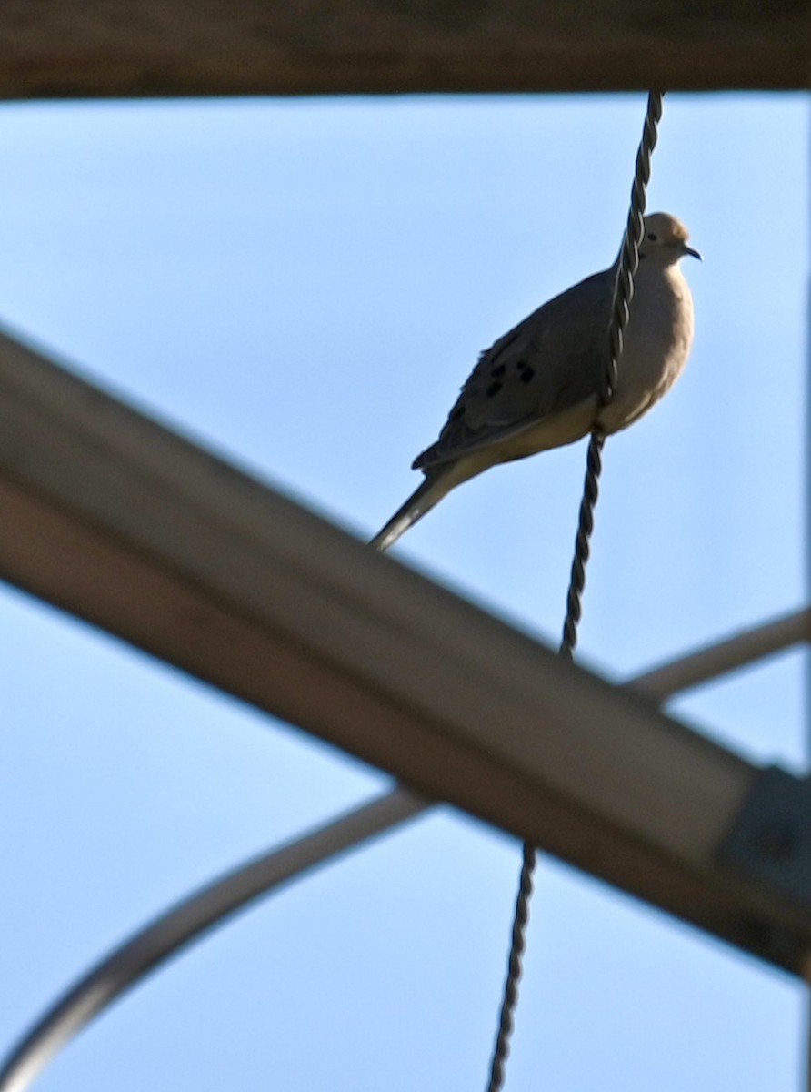 Mourning Dove - ML616400293