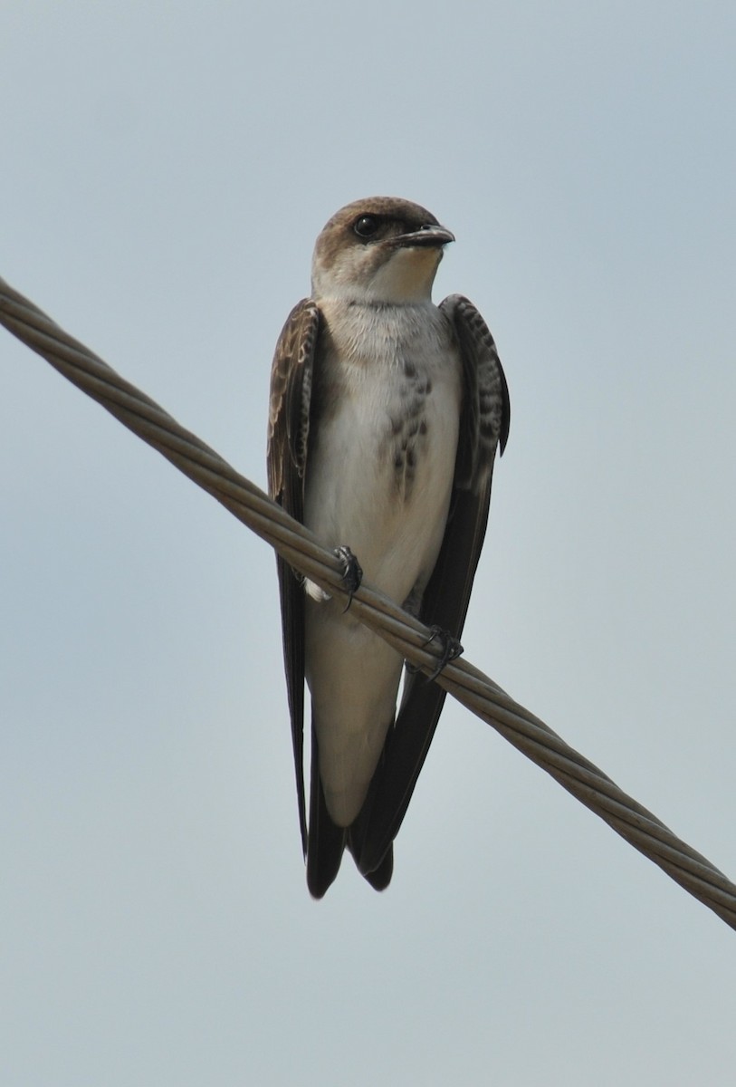 Brown-chested Martin - Doug Faulkner