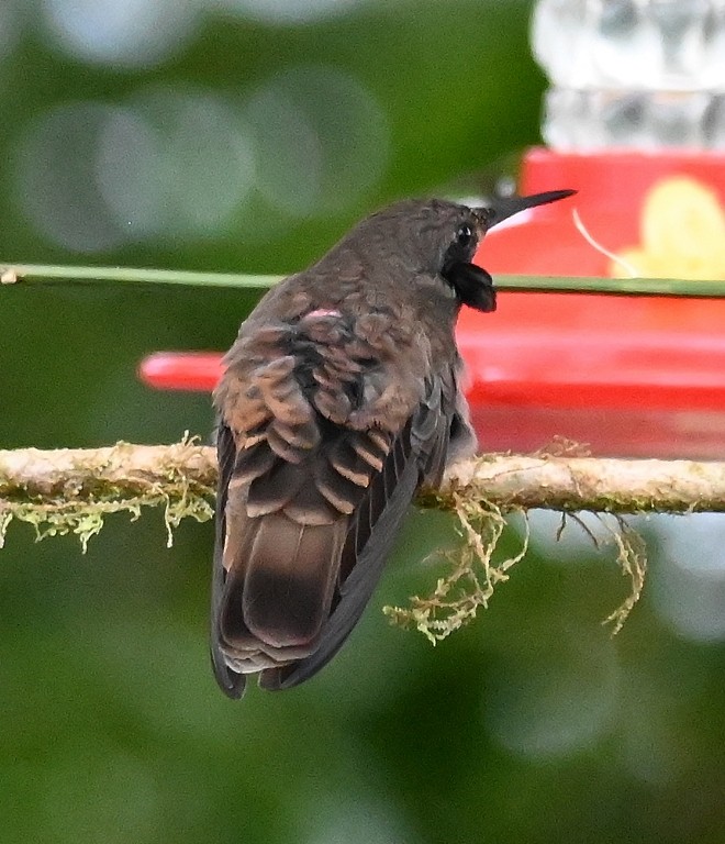 kolibřík fialovouchý - ML616400341