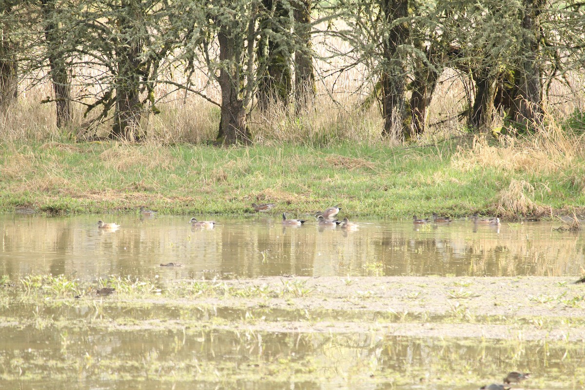 Eurasian Wigeon - ML616400365