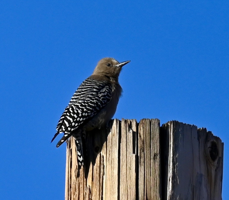 Gila Woodpecker - ML616400389