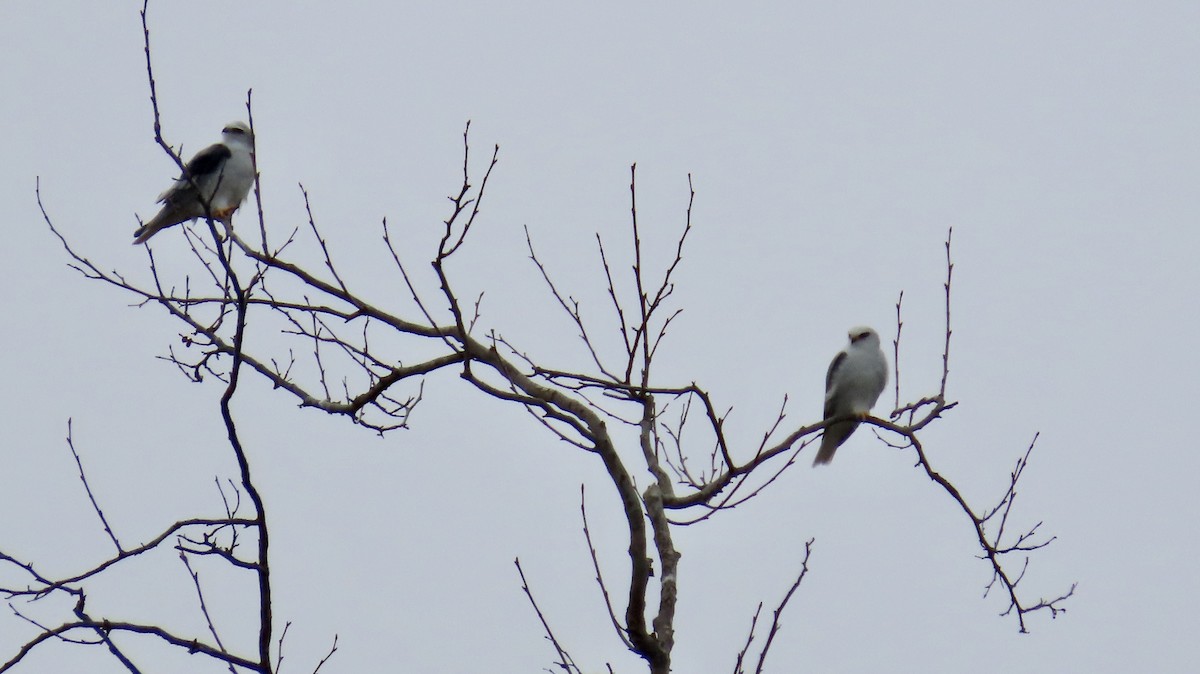 White-tailed Kite - ML616400416